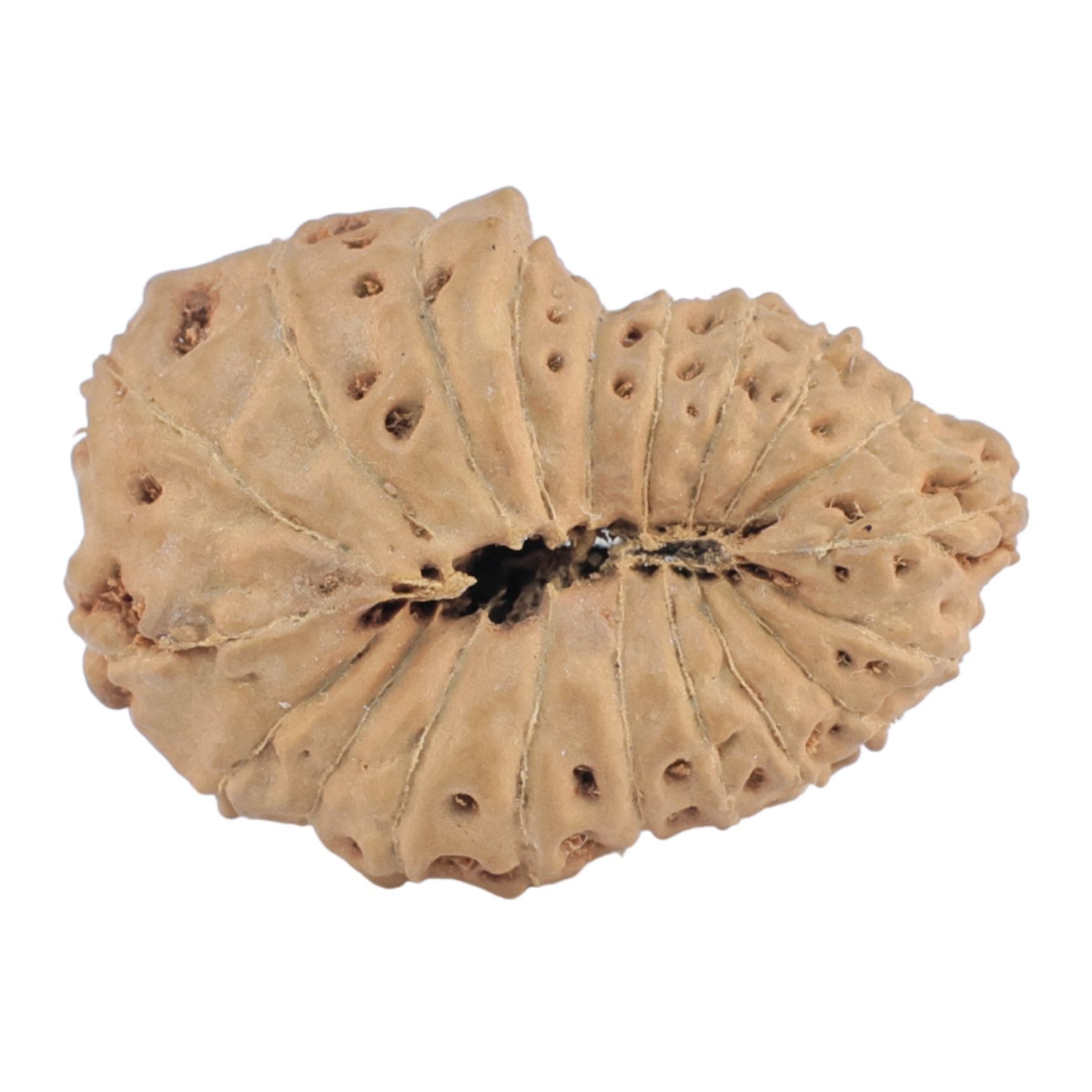 20 Mukhi Rudraksha 24mm 2.58gm - Rudraksha back