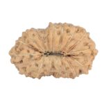 17 Mukhi Rudraksha 17.5mm 0.95gm - Rudraksha back