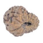 16 Mukhi Rudraksha 13.6mm 0.7gm - Rudraksha back