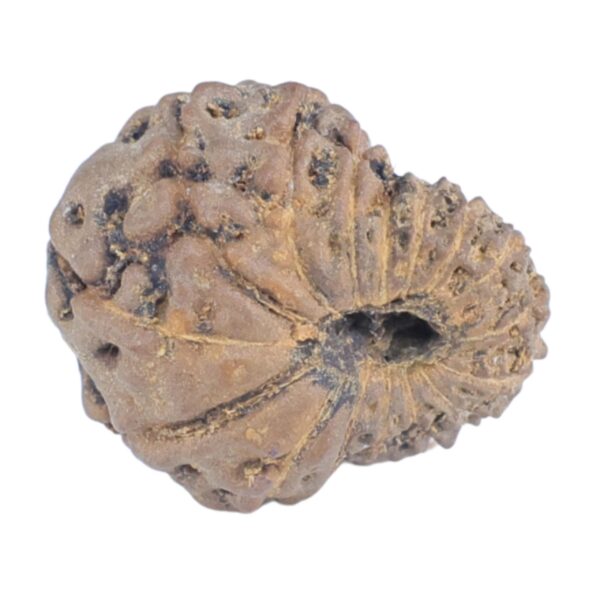 16 Mukhi Rudraksha 13.6mm 0.7gm - Rudraksha back