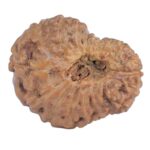 17 Mukhi Rudraksha 14.4mm 0.67gm - Rudraksha back