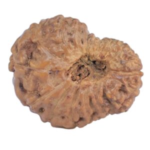 17 Mukhi Rudraksha 14.4mm 0.67gm - Rudraksha back