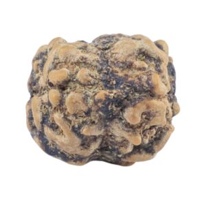 2 Mukhi Rudraksha 21.6mm 1.69gm - Rudraksha back