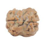 2 Mukhi Rudraksha 17.4mm 1.46gm - Rudraksha back