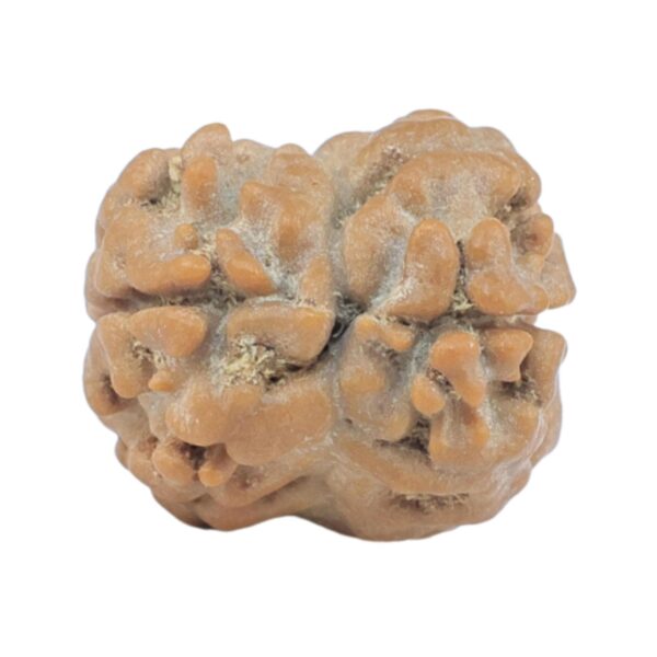 2 Mukhi Rudraksha 17.4mm 1.46gm - Rudraksha back