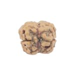 2 Mukhi Rudraksha 23.5mm 1.73gm - Rudraksha back