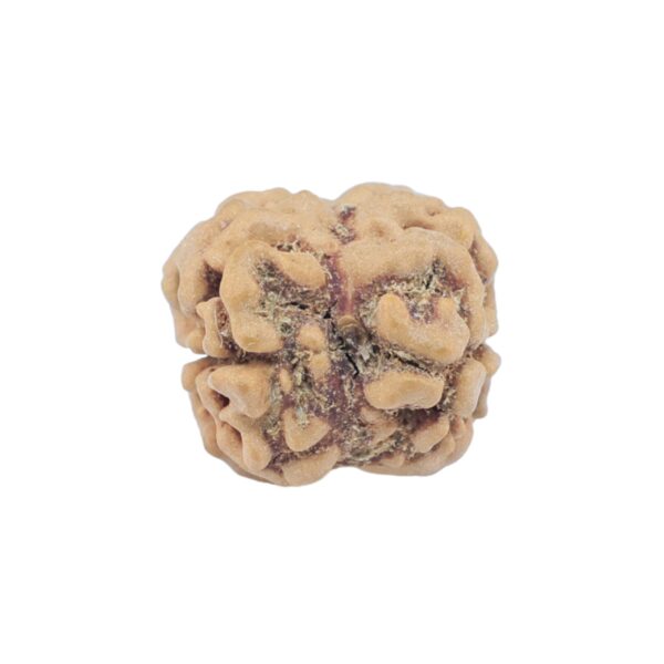 2 Mukhi Rudraksha 23.5mm 1.73gm - Rudraksha back
