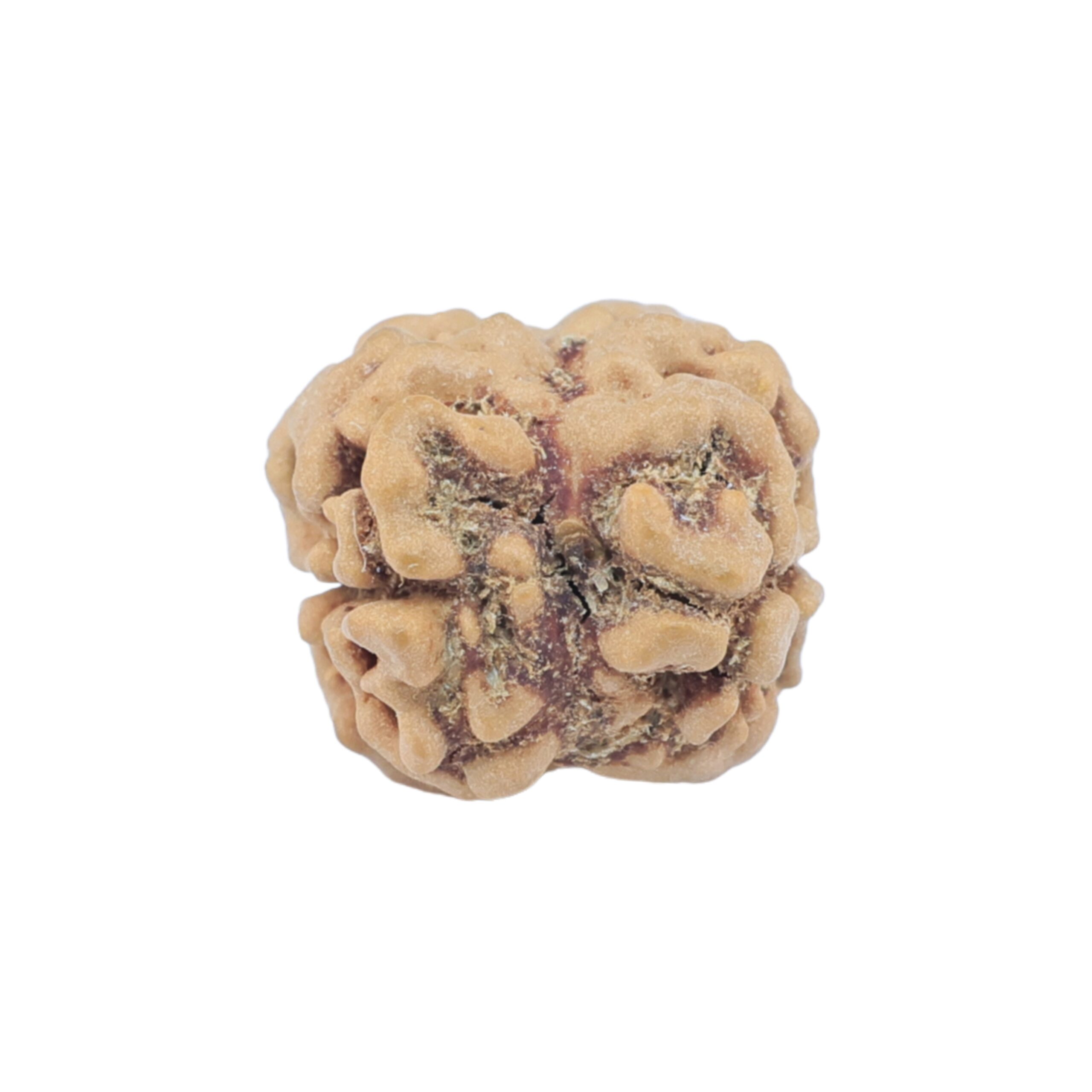 2 Mukhi Rudraksha 23.5mm 1.73gm - Rudraksha back