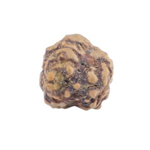 2 Mukhi Rudraksha 22.7mm 1.56gm - Rudraksha back
