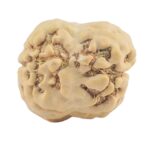 2 Mukhi Rudraksha 21.7mm 1.84gm - Rudraksha back