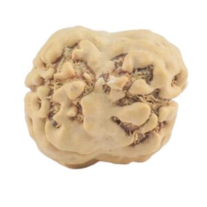2 Mukhi Rudraksha 21.7mm 1.84gm - Rudraksha back