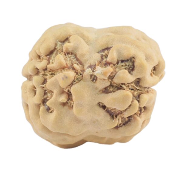 2 Mukhi Rudraksha 21.7mm 1.84gm - Rudraksha back