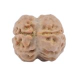 2 Mukhi Rudraksha 17.4mm 1.74gm - Rudraksha back