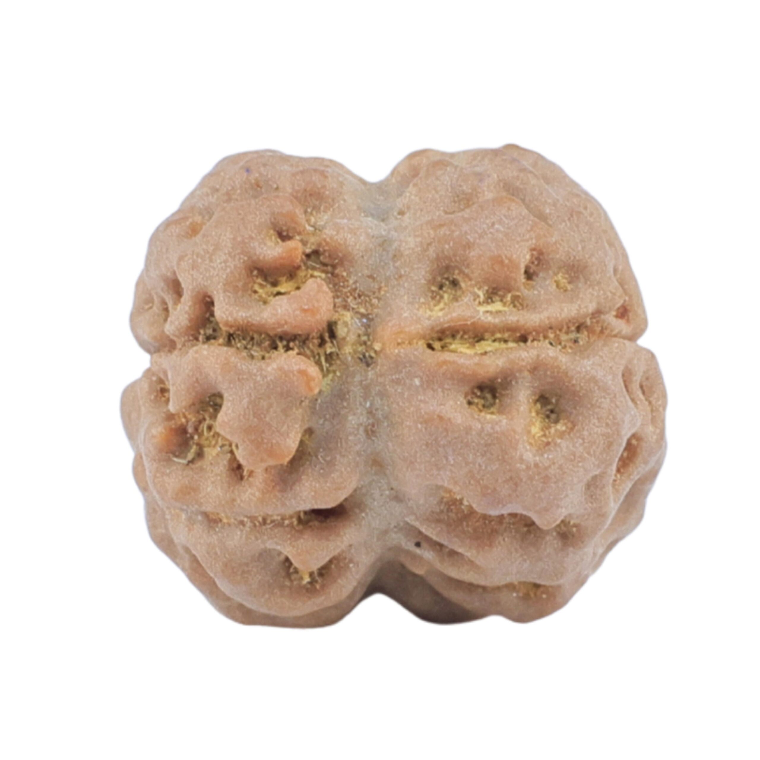 2 Mukhi Rudraksha 17.4mm 1.74gm - Rudraksha back