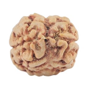2 Mukhi Rudraksha 22.7mm 1.78gm - Rudraksha back
