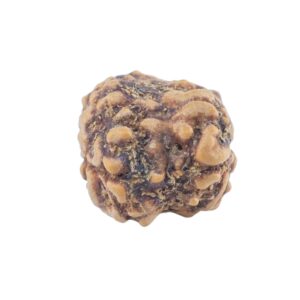 2 Mukhi Rudraksha 21.5mm 1.54gm - Rudraksha back