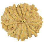 11 Mukhi Rudraksha 21mm 2.83gm - Rudraksha back