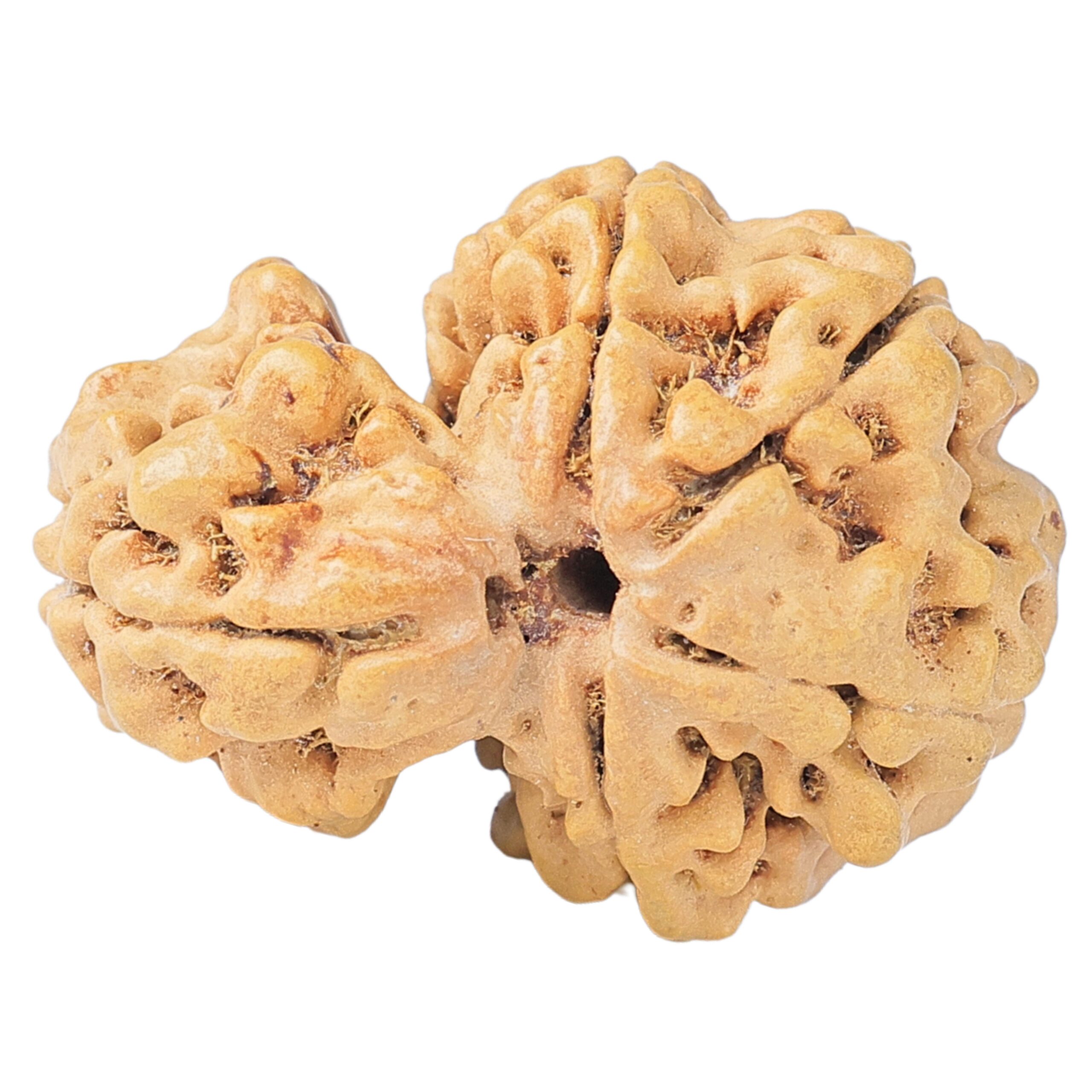 Sawar/Ganesh (4+1) 24mm 2.64gm - Rudraksha back