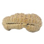 31 Mukhi Rudraksha 21.2mm 1gm - Rudraksha back
