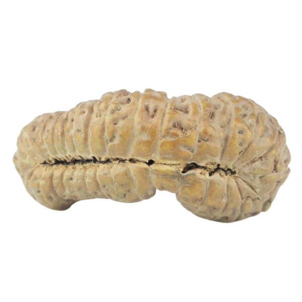 31 Mukhi Rudraksha 21.2mm 1gm - Rudraksha back