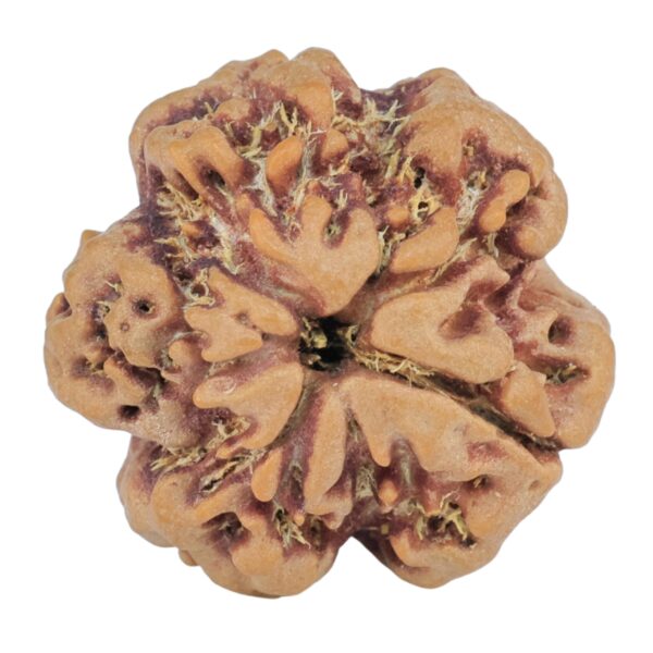 1MK(Underdeveloped) 21.8mm 3.68gm - Rudraksha back