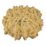 12 Mukhi Rudraksha 19.4mm 2.19gm - Rudraksha back