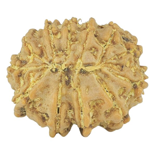 12 Mukhi Rudraksha 19.4mm 2.19gm - Rudraksha back