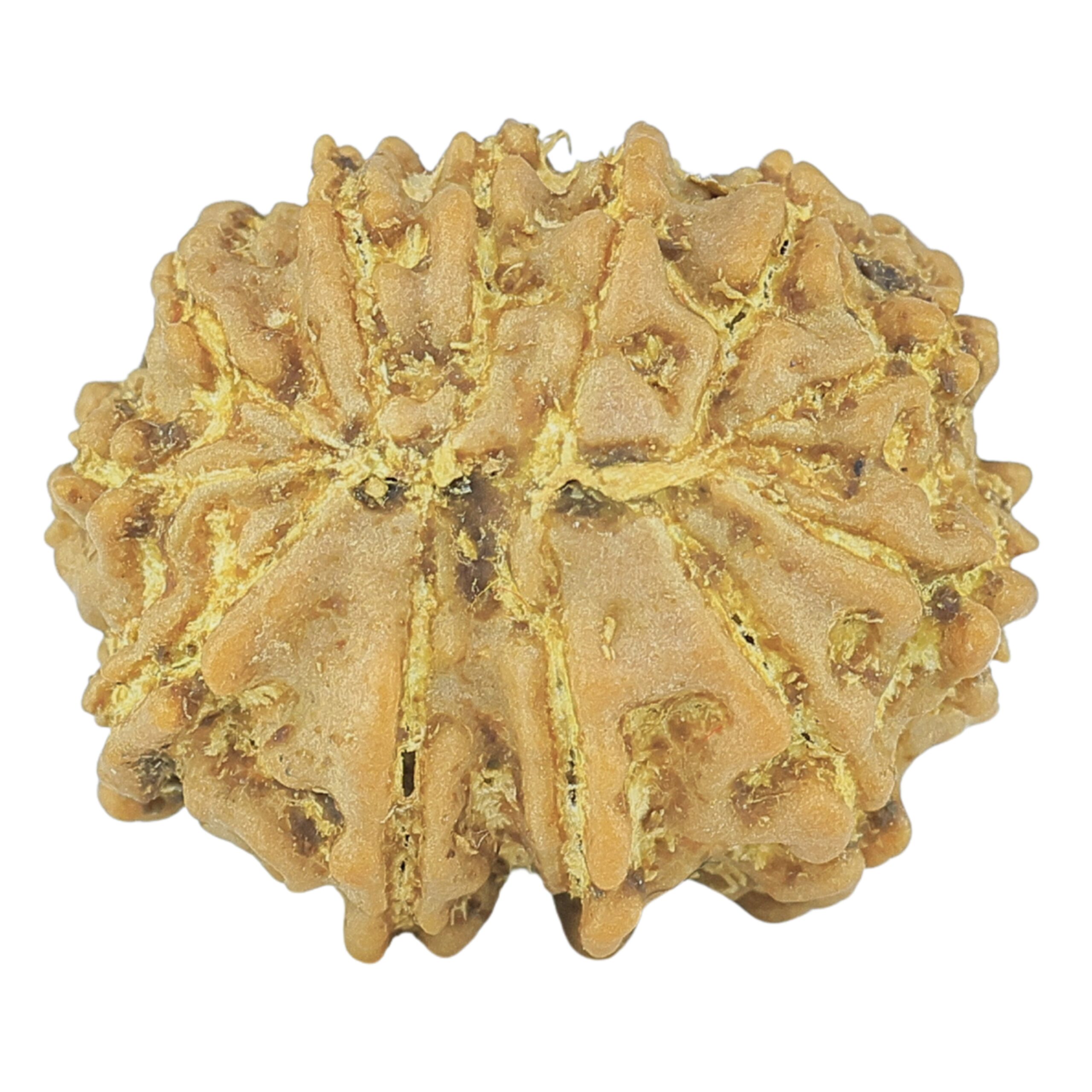 12 Mukhi Rudraksha 19.4mm 2.19gm - Rudraksha back