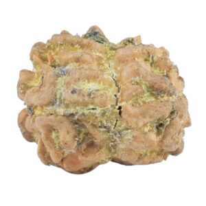 2 Mukhi Rudraksha 18.6mm 1.99gm - Rudraksha back