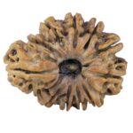 Sawar/Ganesh (10+1) 29.6mm 5.17gm - Rudraksha back