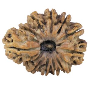 Sawar/Ganesh (10+1) 29.6mm 5.17gm - Rudraksha back