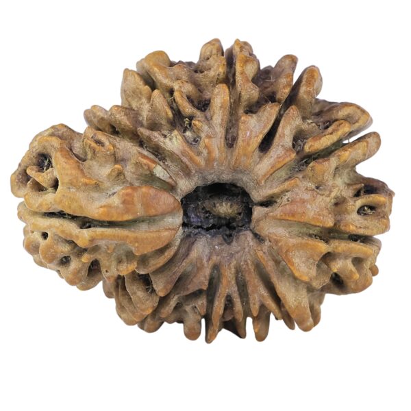 Sawar/Ganesh (10+1) 29.6mm 5.17gm - Rudraksha back
