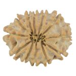 12 Mukhi Rudraksha 21.1mm 2.5gm - Rudraksha back