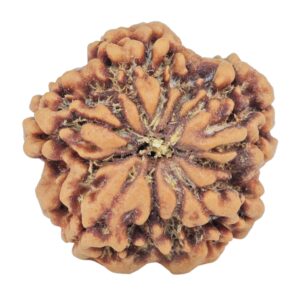 1MK(Underdeveloped) 22.3mm 3.89gm - Rudraksha back