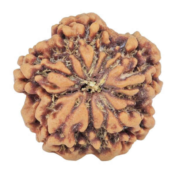 1MK(Underdeveloped) 22.3mm 3.89gm - Rudraksha back