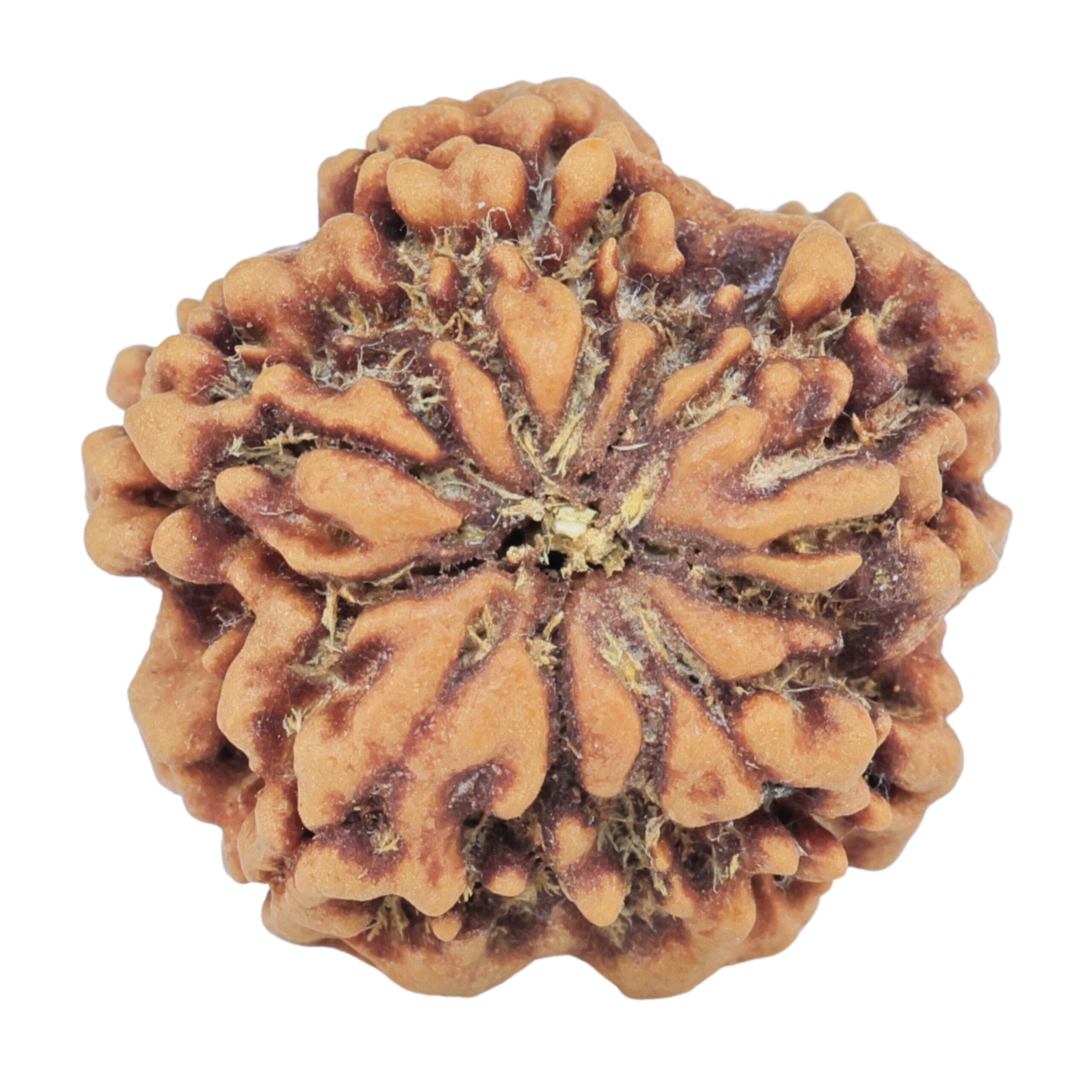 1MK(Underdeveloped) 22.3mm 3.89gm - Rudraksha back