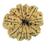 10 Mukhi Rudraksha 35.2mm 5.48gm - Rudraksha back