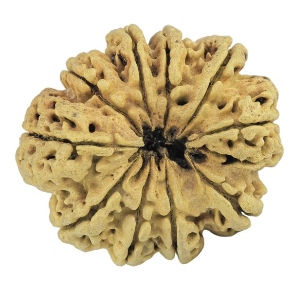 10 Mukhi Rudraksha 35.2mm 5.48gm - Rudraksha back