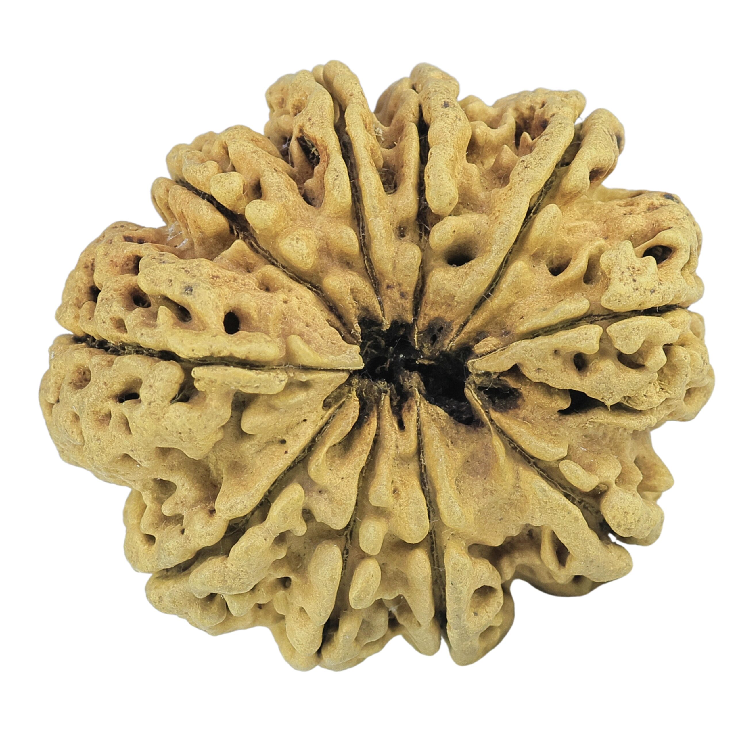 10 Mukhi Rudraksha 35.2mm 5.48gm - Rudraksha back