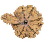 Sawar/Ganesh (6+1) 26.2mm 2.76gm - Rudraksha back