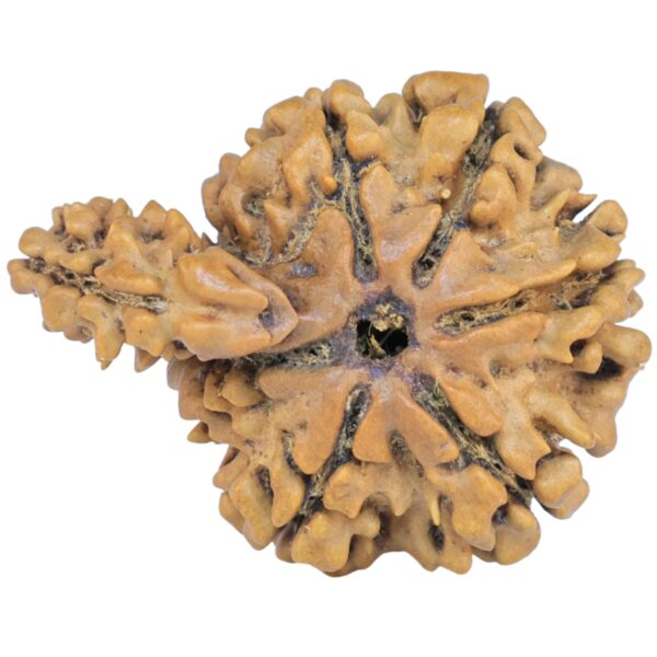 Sawar/Ganesh (6+1) 26.2mm 2.76gm - Rudraksha back