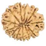 12 Mukhi Rudraksha 25.7mm 3.36gm - Rudraksha back