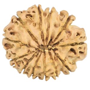 12 Mukhi Rudraksha 25.7mm 3.36gm - Rudraksha back