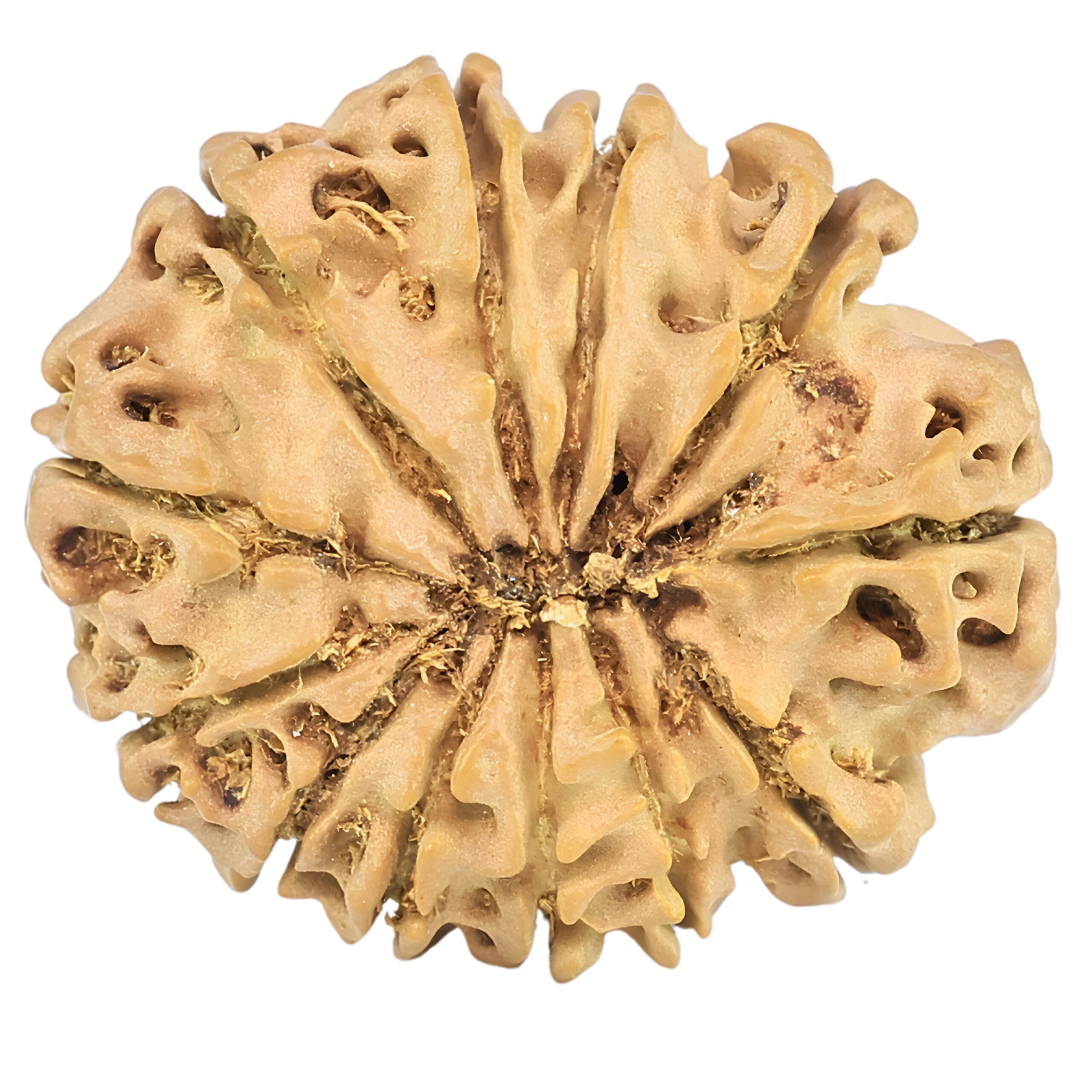 12 Mukhi Rudraksha 25.7mm 3.36gm - Rudraksha back