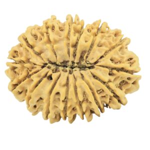 15 Mukhi Rudraksha 33.6mm 6.19gm - Rudraksha back