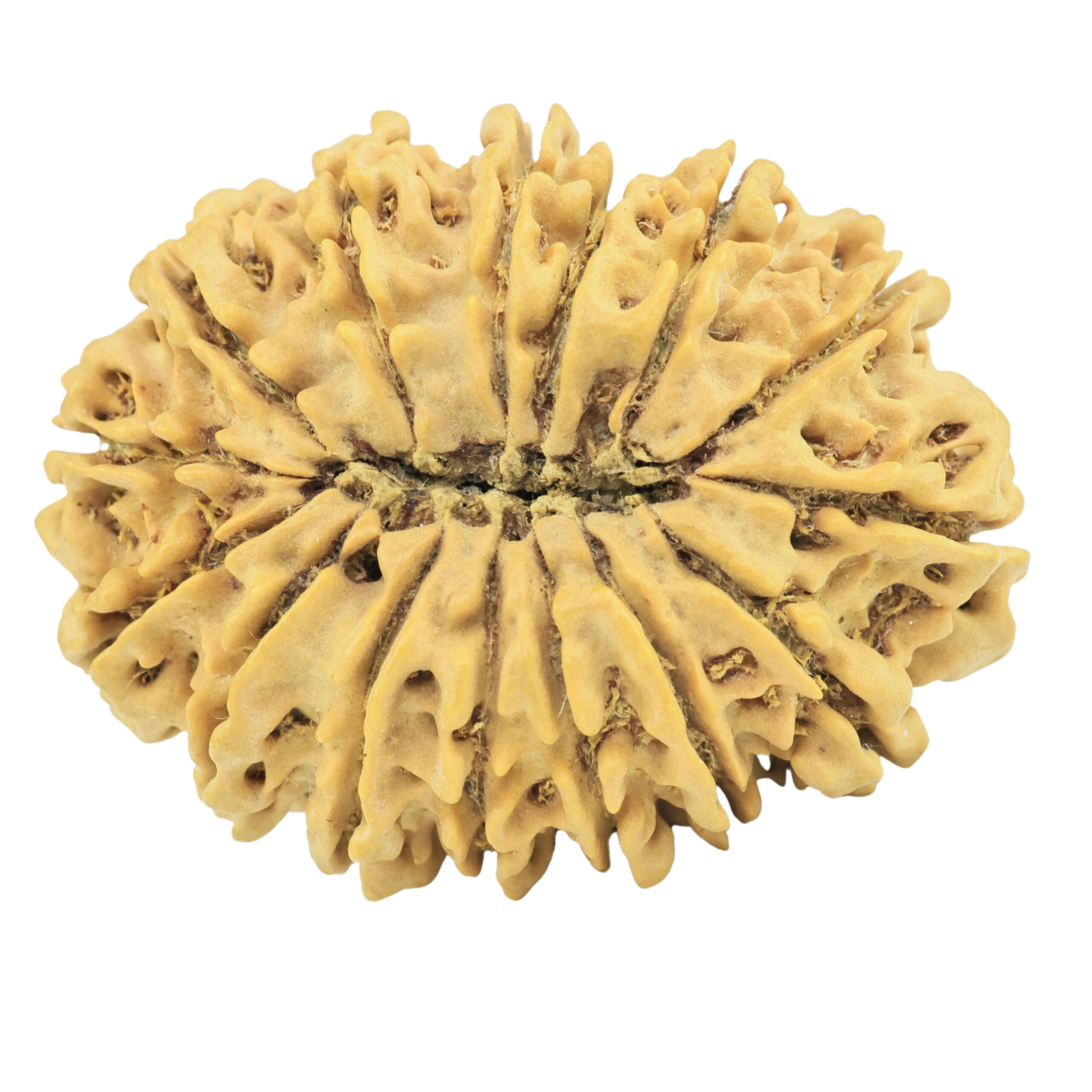 15 Mukhi Rudraksha 33.6mm 6.19gm - Rudraksha back
