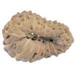 19 Mukhi Rudraksha 18.5mm 0.65gm - Rudraksha back