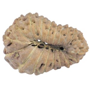 19 Mukhi Rudraksha 18.5mm 0.65gm - Rudraksha back
