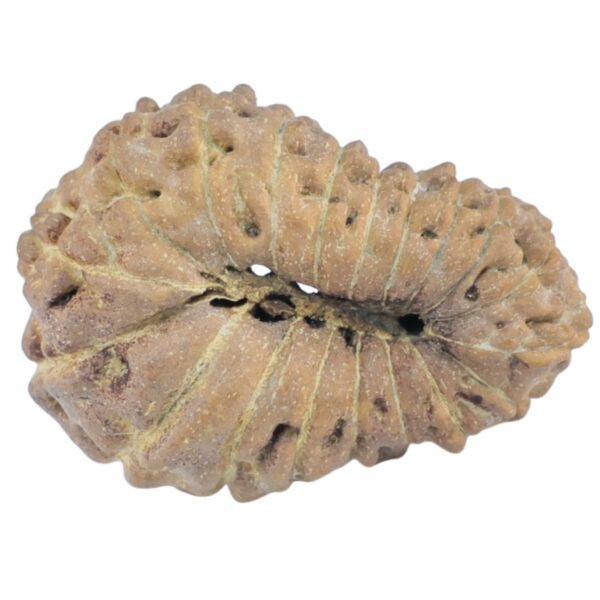 19 Mukhi Rudraksha 18.5mm 0.65gm - Rudraksha back