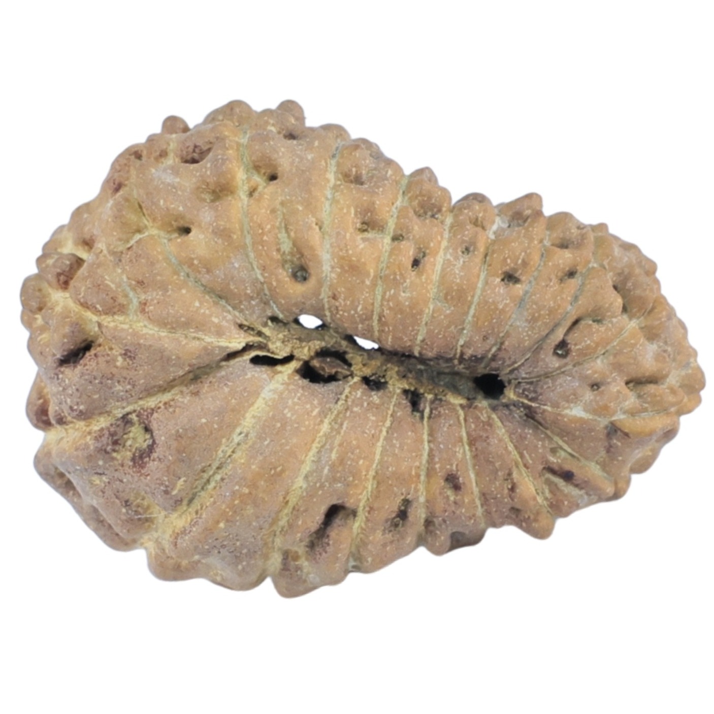 19 Mukhi Rudraksha 18.5mm 0.65gm - Rudraksha back